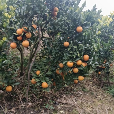 鹿寨蜜橙