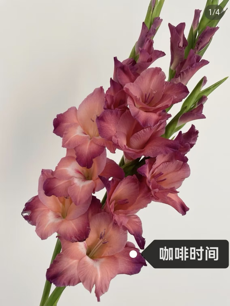 剑兰批发