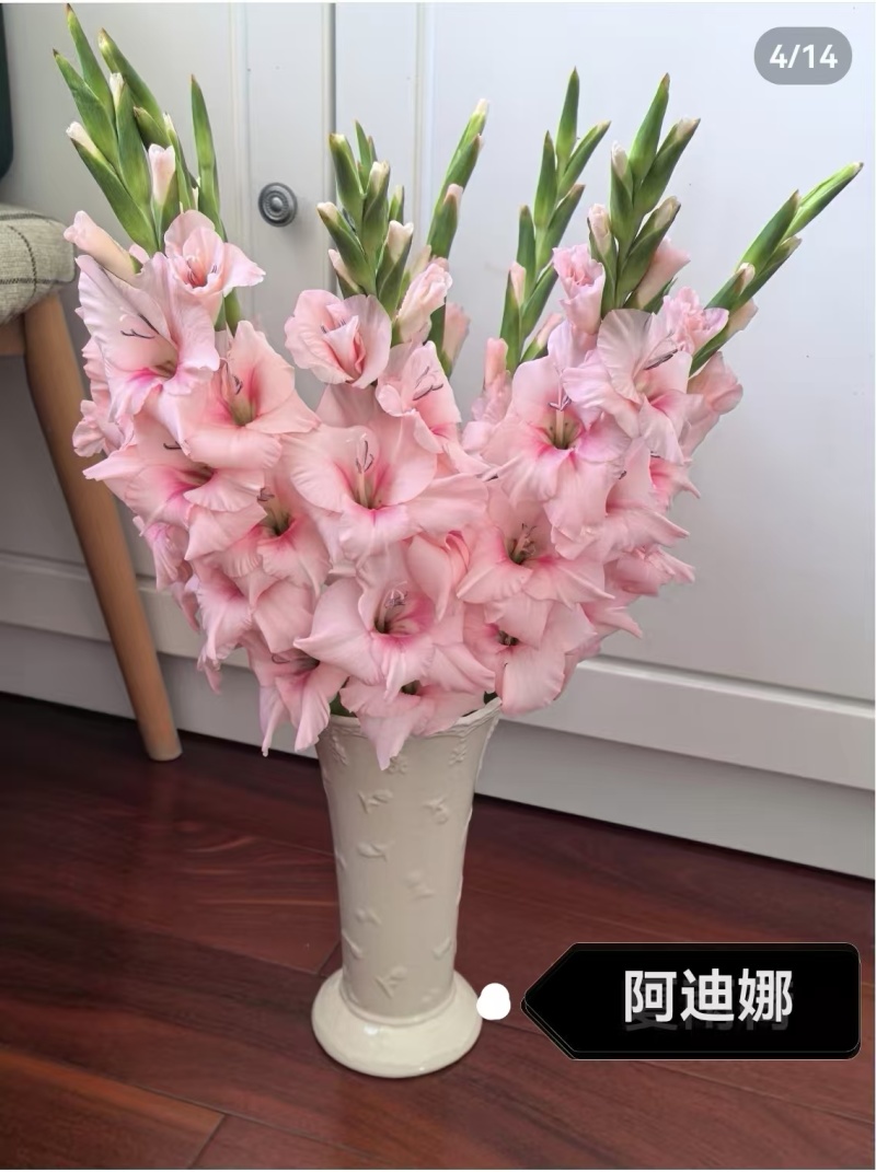剑兰批发