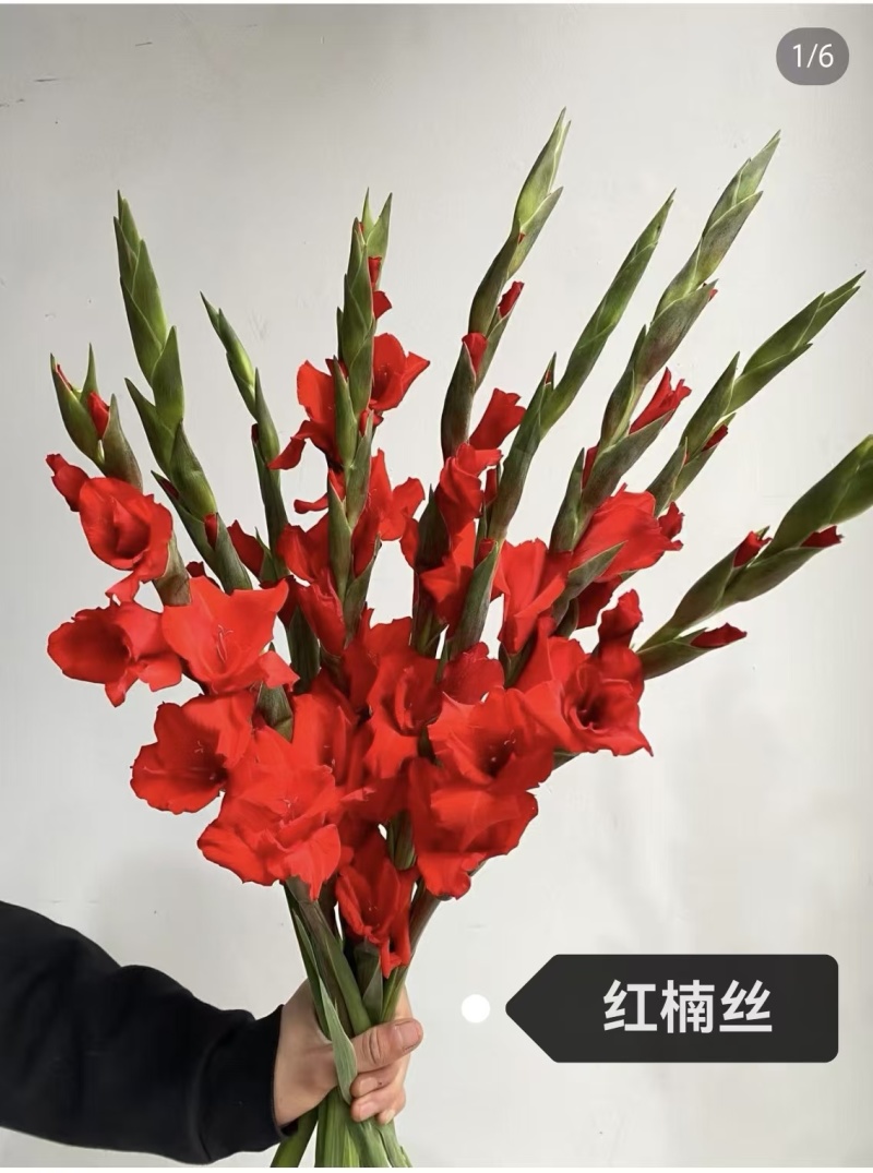 剑兰批发