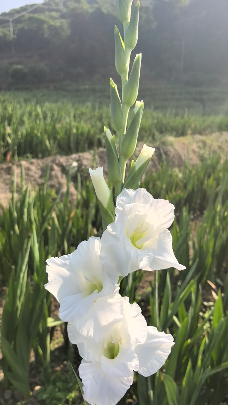 剑兰批发