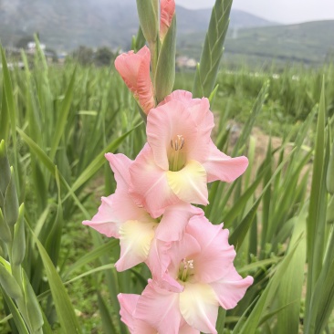剑兰批发