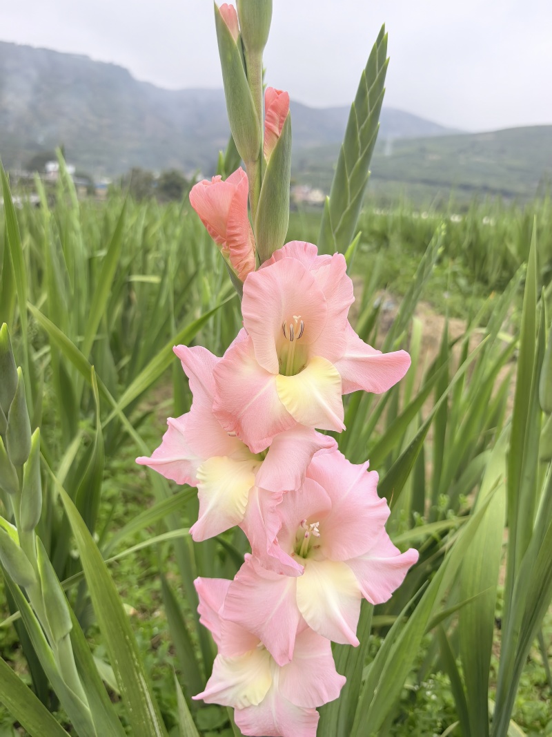 剑兰批发