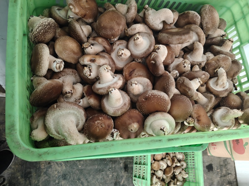 鲜香菇