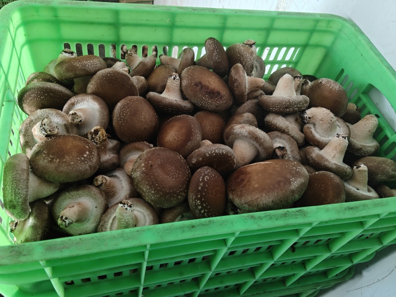鲜香菇