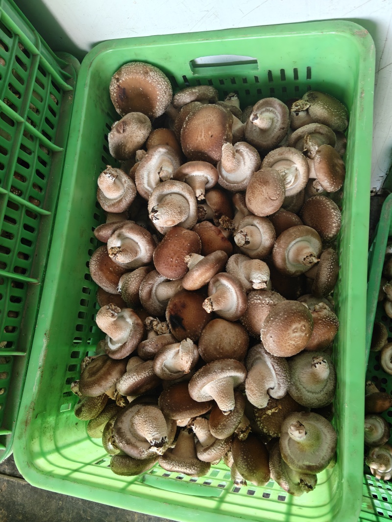鲜香菇