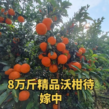 沃柑走线上线下，看上的联系我***********