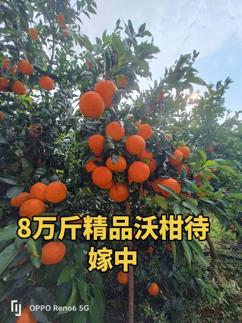 沃柑走线上线下，看上的联系我***********