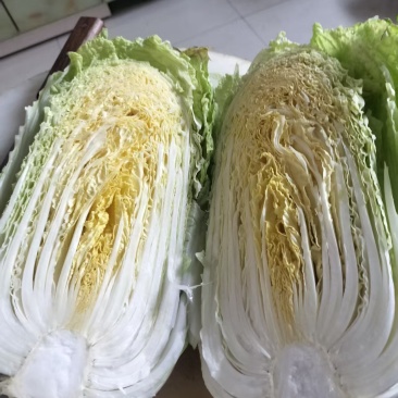 黄心白菜毛菜