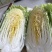 黄心白菜毛菜