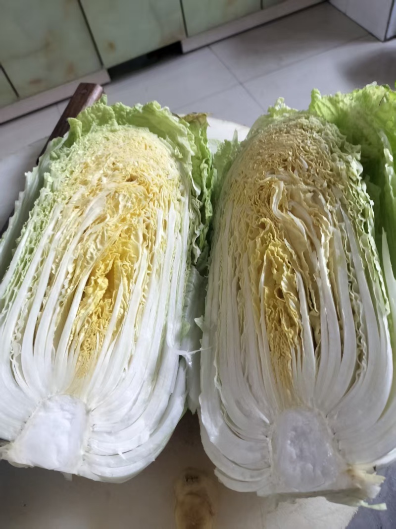 黄心白菜毛菜