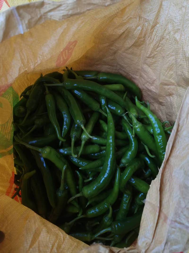55号湘妍辣椒，有货有量