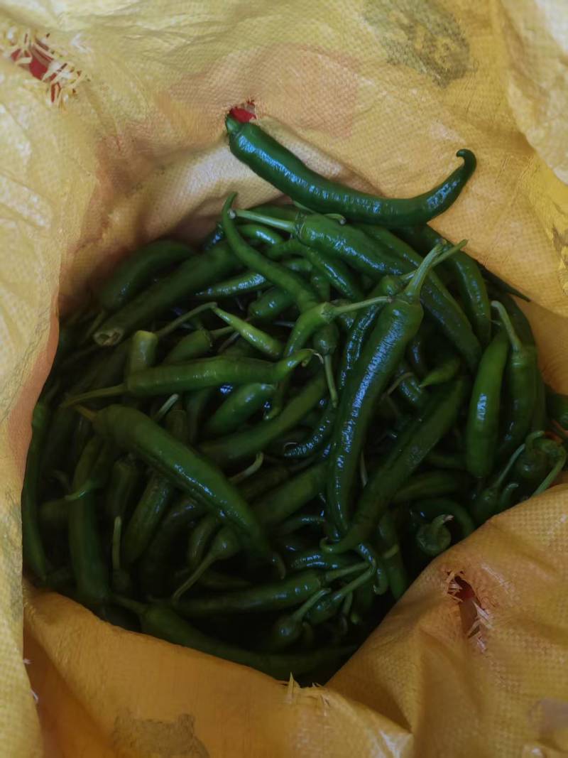 55号湘妍辣椒，有货有量