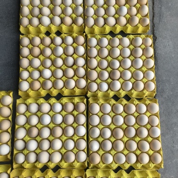 农金一号42码