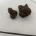 羊黄羊结石