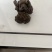 羊黄羊结石