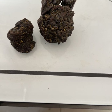 羊黄羊结石