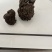 羊黄羊结石