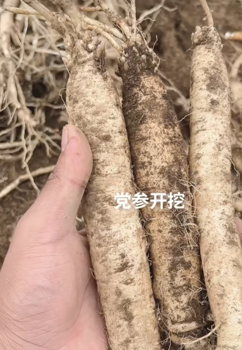 党参