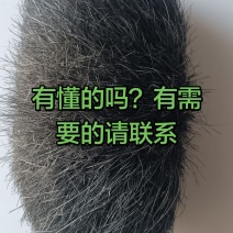 猪宝
