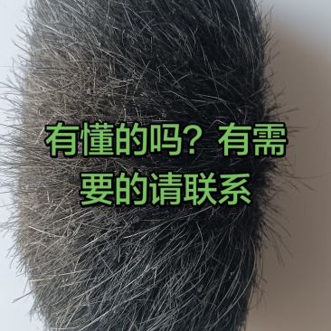 猪宝