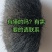 猪宝