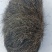 猪宝
