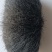 猪宝