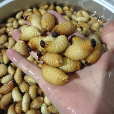 竹虫批发零售