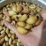 竹虫批发零售