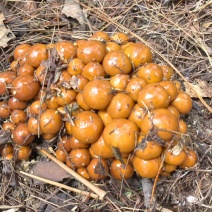 滑子菇鲜品