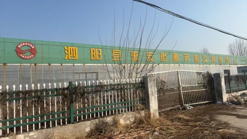苏北泗阳芦蒿