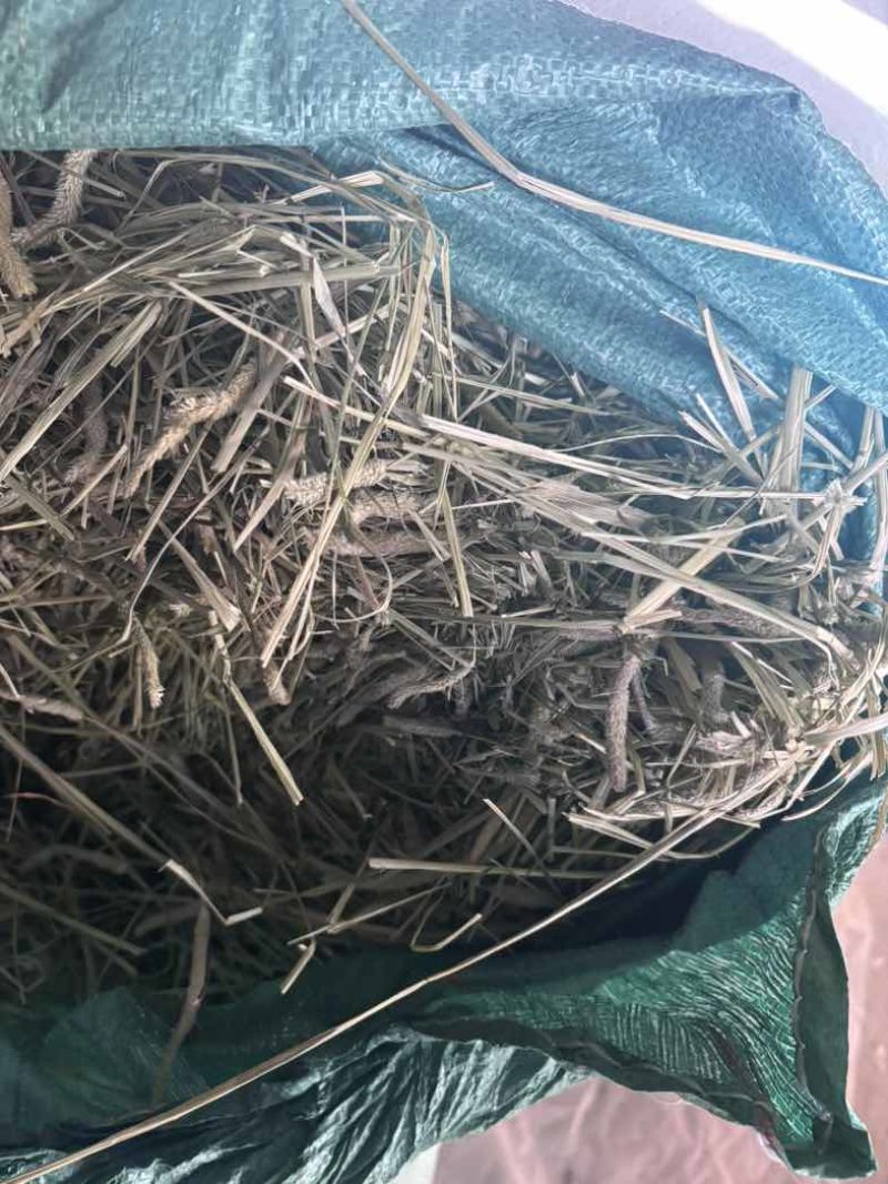 提摩西草烘干草晒干头茬草