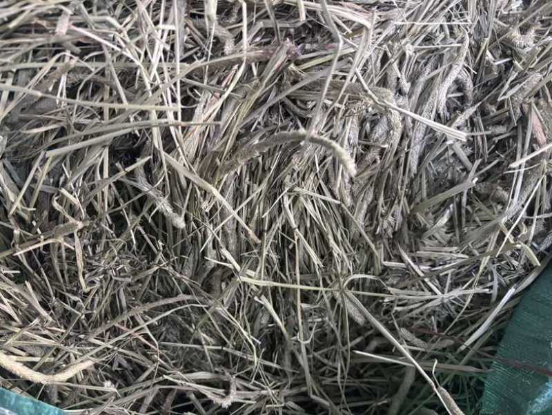 提摩西草烘干草晒干头茬草