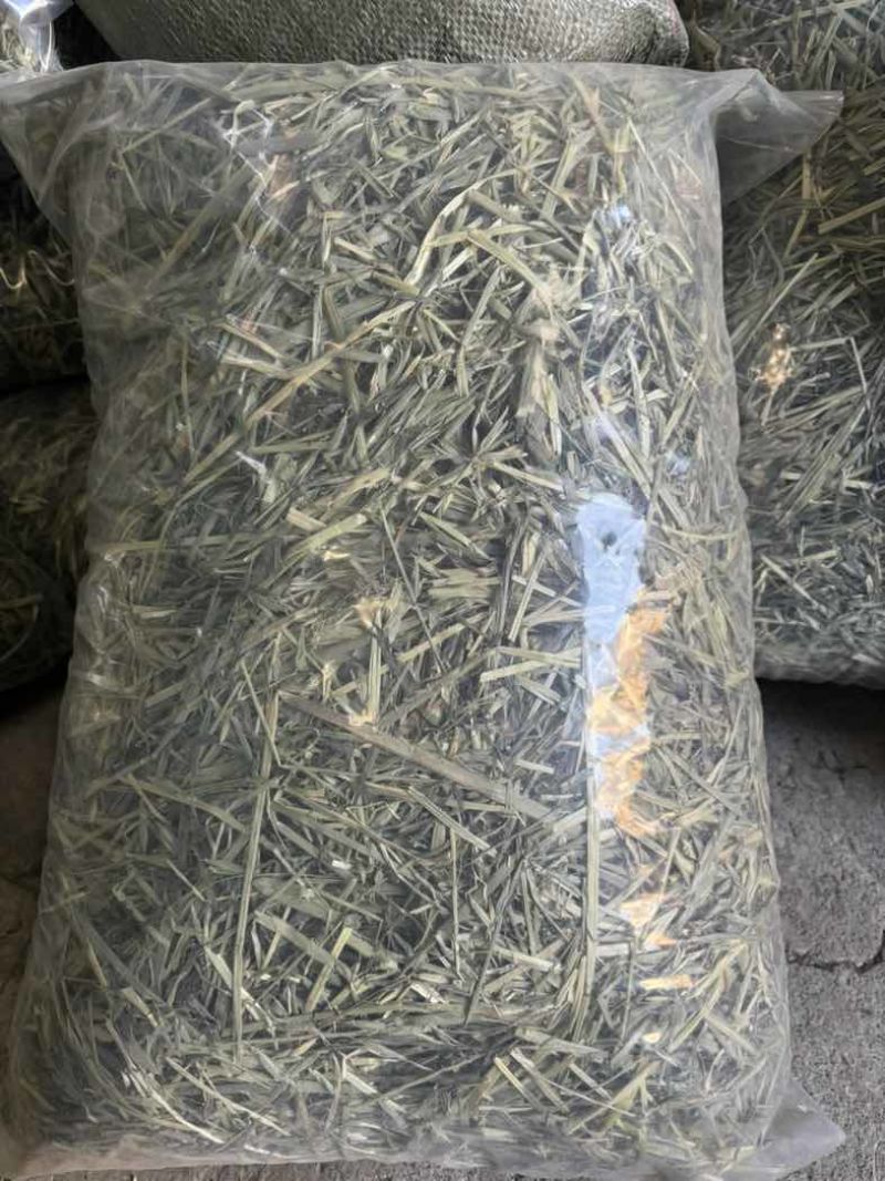 黄金燕麦