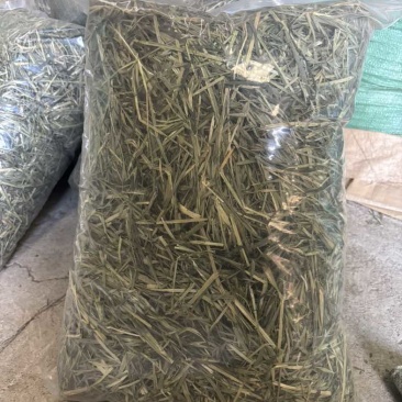 黄金燕麦