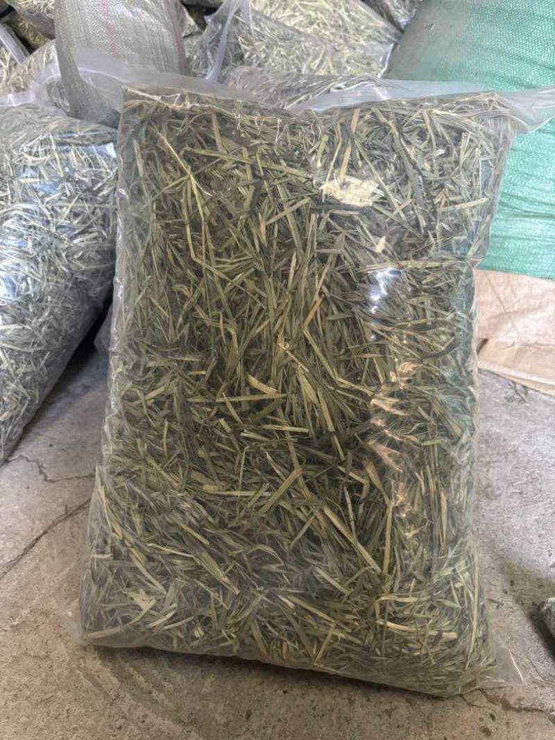 黄金燕麦
