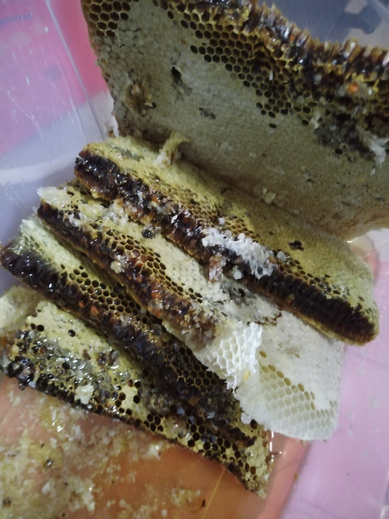 蜜蜂
