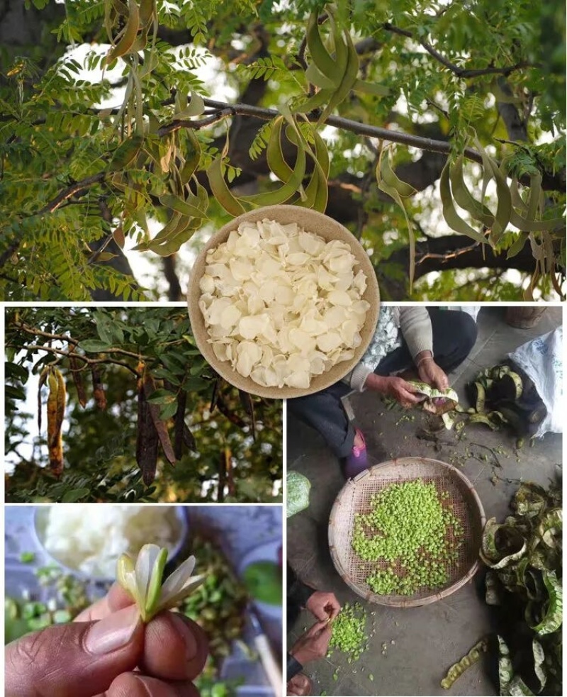 梁河单荚皂角米