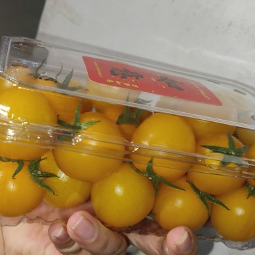 黄樱桃小番茄