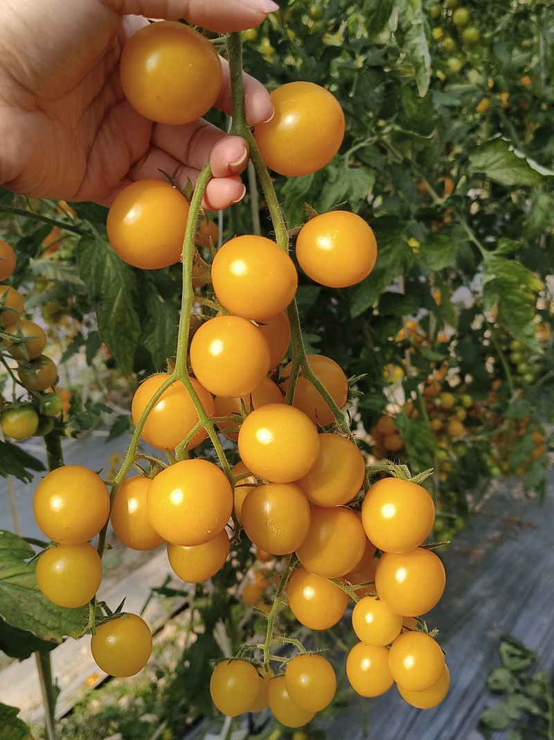 黄樱桃小番茄