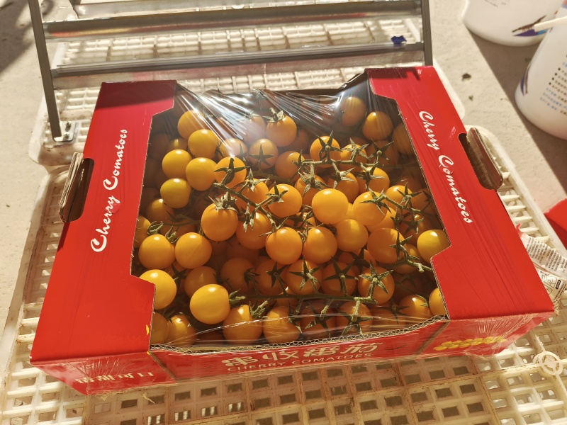 黄樱桃小番茄