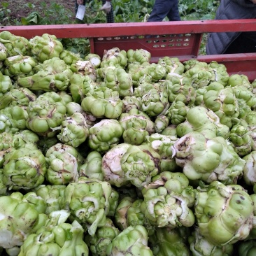 榨菜头大量出售榨菜头。