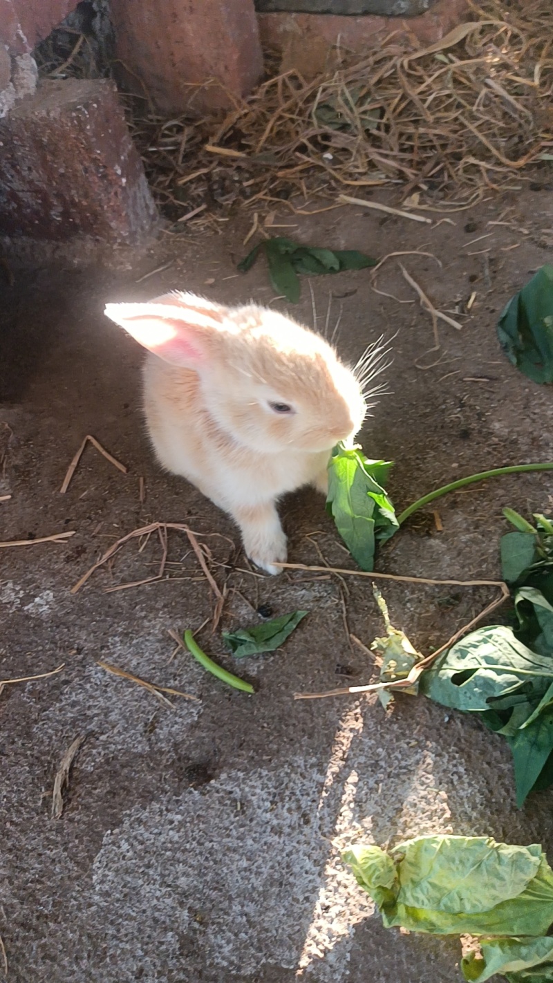 吃草散养兔子