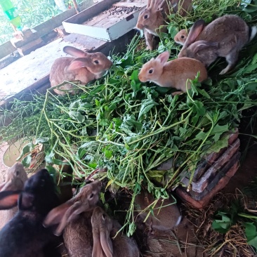 吃草散养兔子
