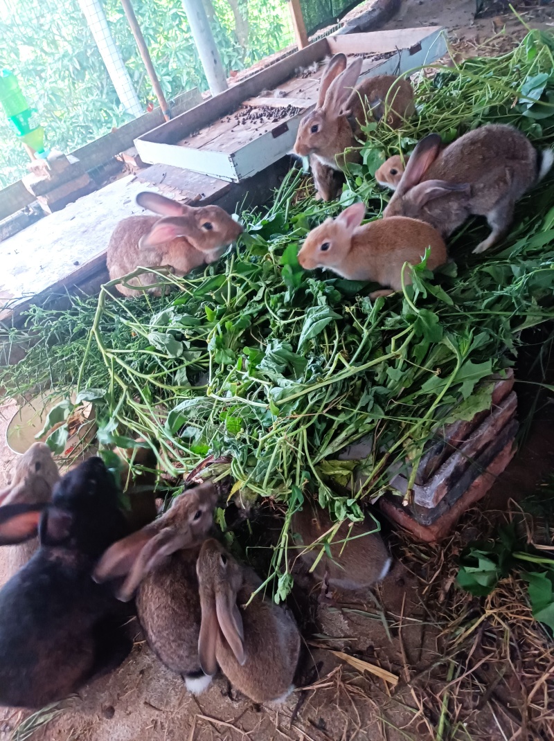 吃草散养兔子