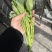 高钙菜苔