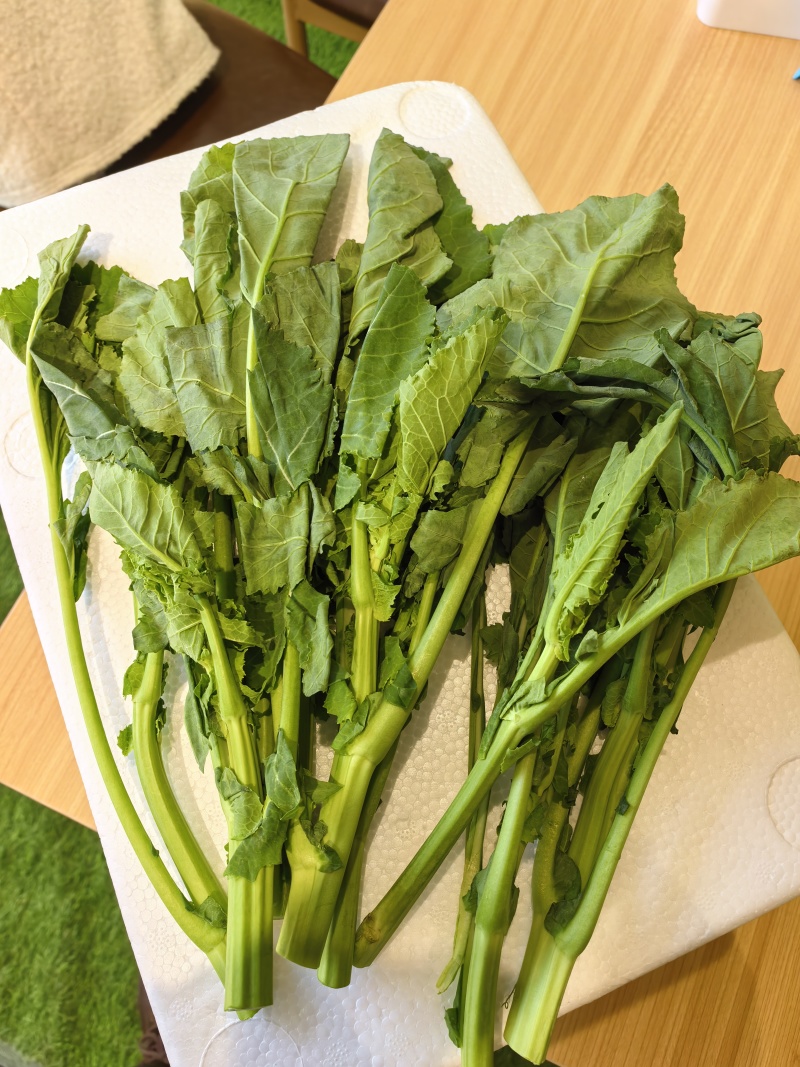 高钙菜苔
