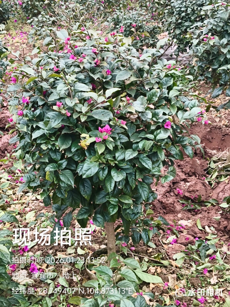你喜欢什么规格的告诉你我都是现货