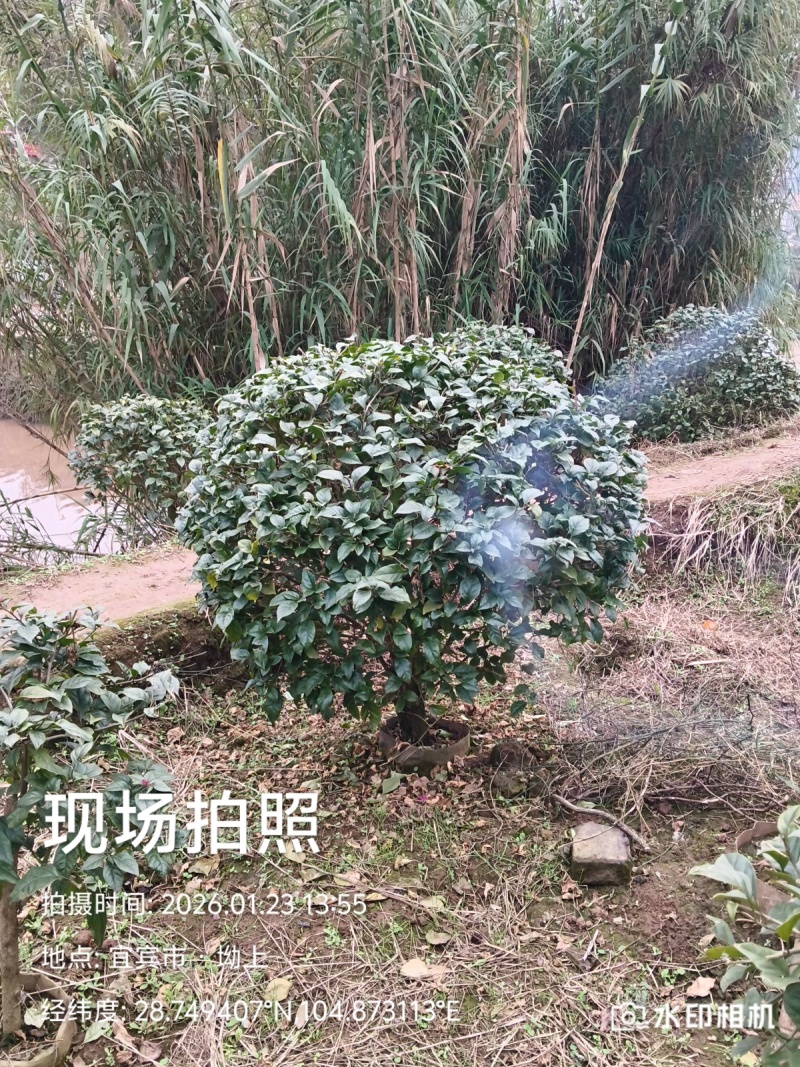 你喜欢什么规格的告诉你我都是现货